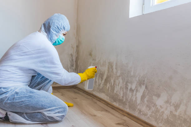 Black mold inspection in Stafford